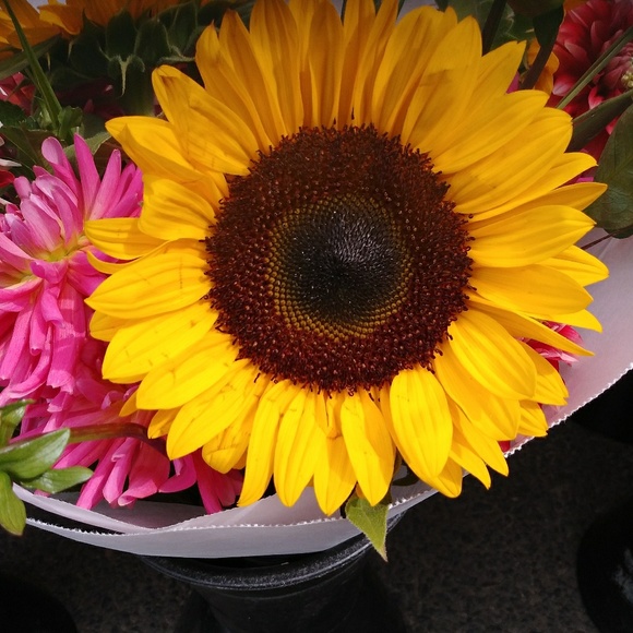 Meet your Posher, Olivia - Picture 1 of 1